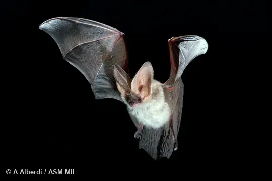 Adult female.  Formerly Plecotus alpinus.  Also as Mountain Long-eared Bat.