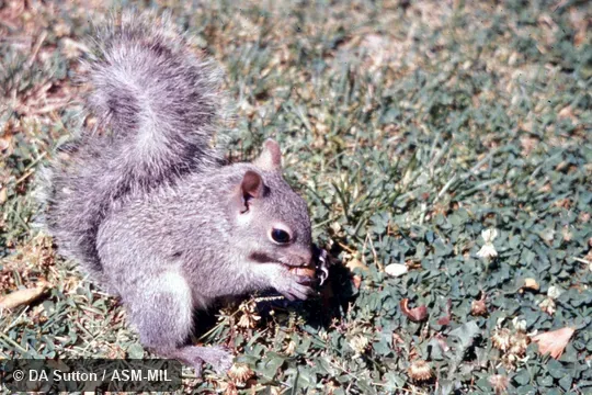 Sitting on hind feet, eating nut.  Also as Silver Gray Squirrel.  Also as Hesperosciurus griseus.