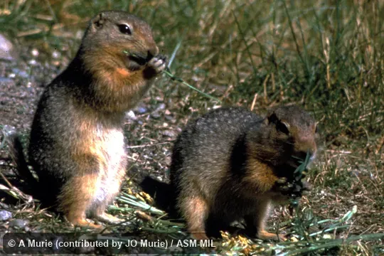Side view of two squirrels feeding.  Formerly Spermophilus parryii.