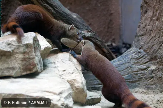 Also as Ring-tailed Vontsira, Vontsira, Vontsira Mena, Kokia, Vontsika.