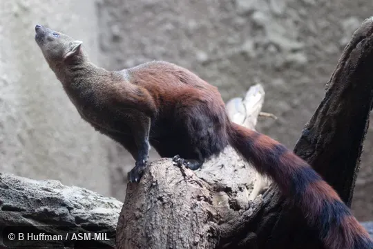 Also as Ring-tailed Vontsira, Vontsira, Vontsira Mena, Kokia, Vontsika.