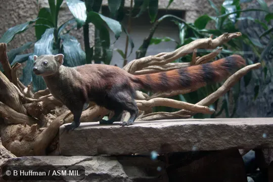 Also as Ring-tailed Vontsira, Vontsira, Vontsira Mena, Kokia, Vontsika.