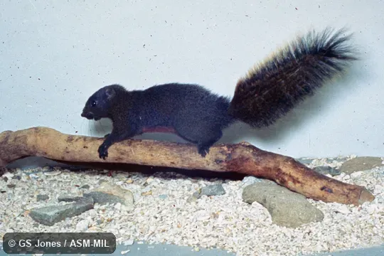 Side view of captive.  Also as Formosan Squirrel|Red-bellied Squirrel.