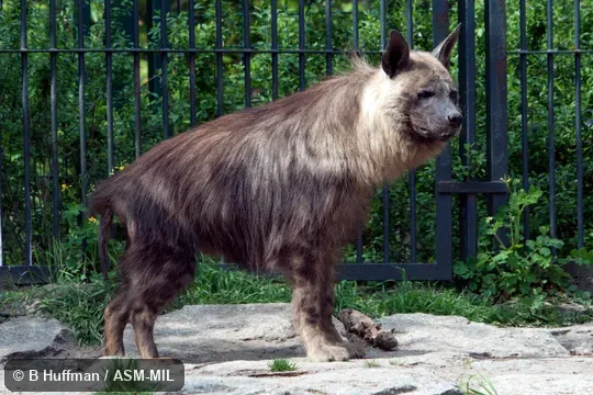 Formerly as Hyaena brunnea.