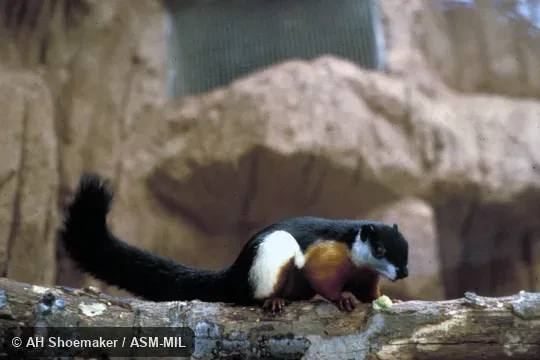 Side view of captive.  Also as Asian Tricolored Squirrel.