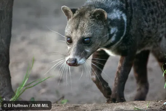 Viverra tangalunga tangalunga.  Also as Malayan Civet|Oriental Civet.