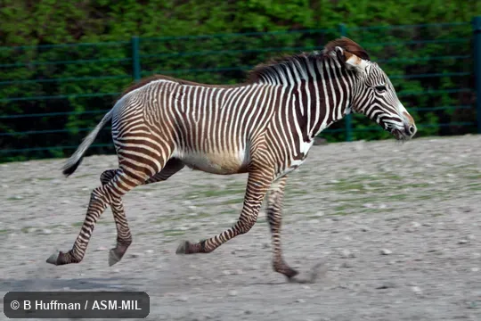 Juvenile galloping or cantering.  Also as Imperial Zebra.
