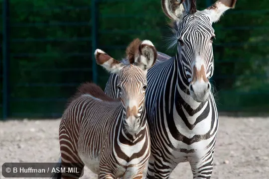 Also as Imperial Zebra.