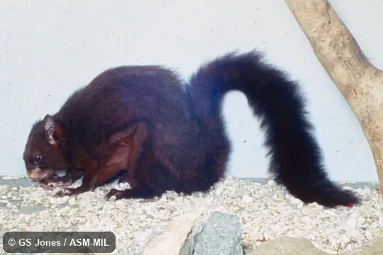 Side view of captive. Formerly Petaurista philippensis grandis, Indian Giant Flying Squirrel.. Side view of captive. Formerly Petaurista philippensis grandis, Indian Giant Flying Squirrel..