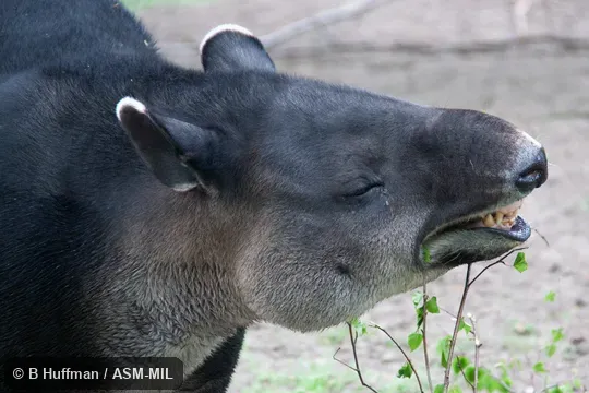 Proboscis maximally contracted.  Also as Tapirella bairdii.  Also as Baird's Tapir.