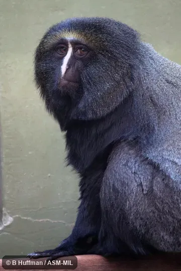 Also as Hamlyn's Guenon|Hamlyn's Monkey|Owl-faced Guenon.