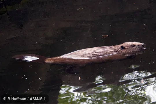 Also as European Beaver.