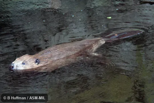 Also as European Beaver.