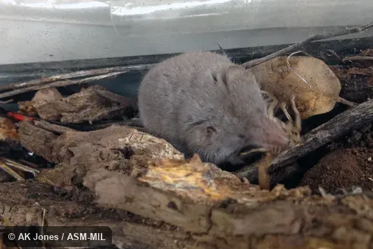 Eating scorpion.  Formerly Soricomorpha.  Also as Crawford's Desert Shrew|Crawford's Gray Shrew|Crawford's Shrew|Desert Shrew.