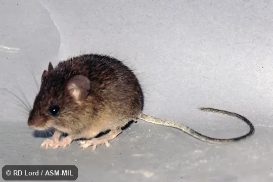 Captured in Venezuela, Aragua state, Henri Pittier National Park.. Identified by JL Patton. Also as Narrow-footed Neacomys|Slender Foot Spiny Mouse. Captured in Venezuela, Aragua state, Henri Pittier National Park.. Identified by JL Patton. Also as Narrow-footed Neacomys|Slender Foot Spiny Mouse.