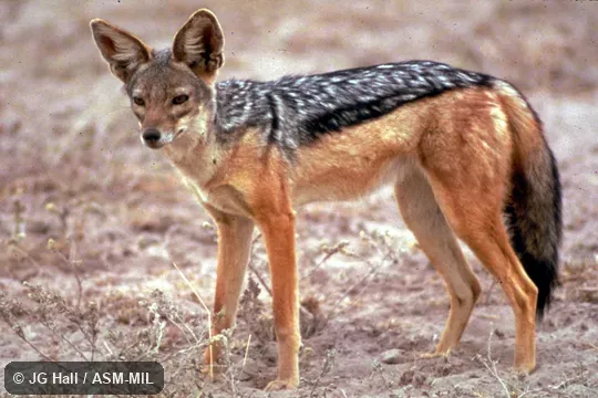 Close-up view of standing adult. Formerly Canis mesomelas. Also as Silver-backed Jackal. Close-up view of standing adult. Formerly Canis mesomelas. Also as Silver-backed Jackal.