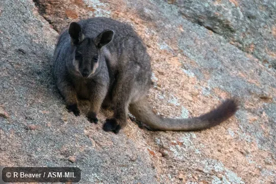 Also as Black-flanked Rock Wallaby|Side-striped Rock Wallaby|Hackett's Rock Wallaby|Recherche Rock Wallaby|Pearson Island Rock Wallaby|Warru|West Australian Rock Wallaby|West Kimberley Rock-wallaby.