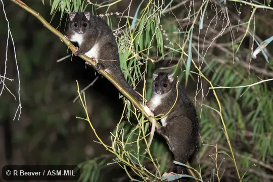 Also as Ngwayir, Western Ringtail.