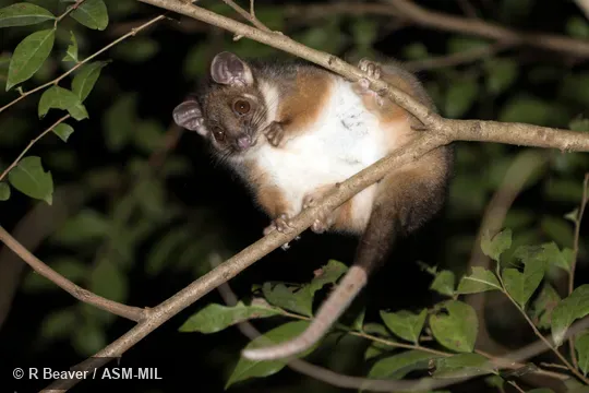 Also as Common Ringtail|Queensland Ringtail|Ringtail Possum.