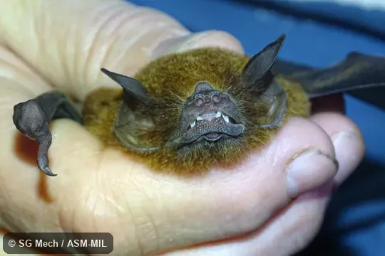 Formerly Pteronotus parnellii mesoamericanus, Common Mustached Bat.  Also as Mesoamerican Mustached Bat, Smith’s Common Mustached Bat.