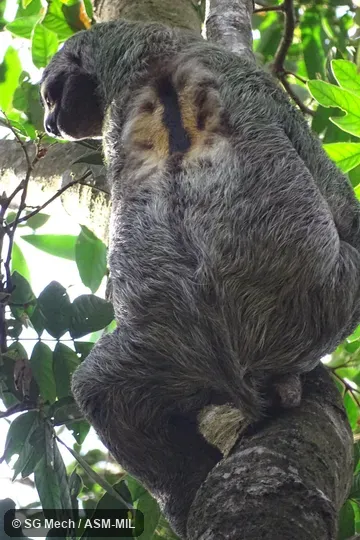 Also as Brown-throated Sloth.