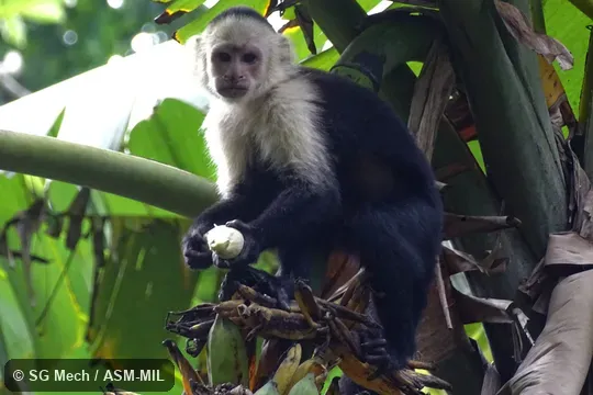 Formerly as Cebus imitator, Panamanian White-faced Capuchin.  Also as White-headed Capuchin, White-throated Capuchin.