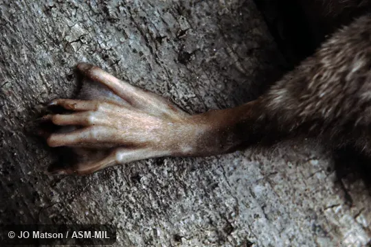 USNM 418562.  Also as Yapok.