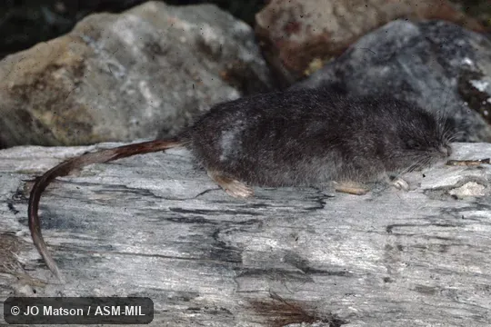 USNM 442606. Also as Chibchan Ichthyomyine|Chibchan Water Mouse. USNM 442606. Also as Chibchan Ichthyomyine|Chibchan Water Mouse.