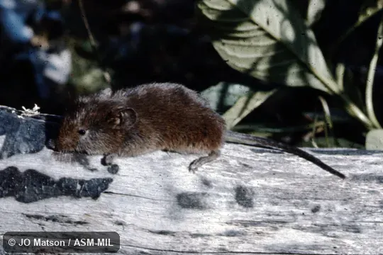 Formerly Akodon bogotensis.  Also as Bogotá Grass Mouse|Bogotá Akodont.