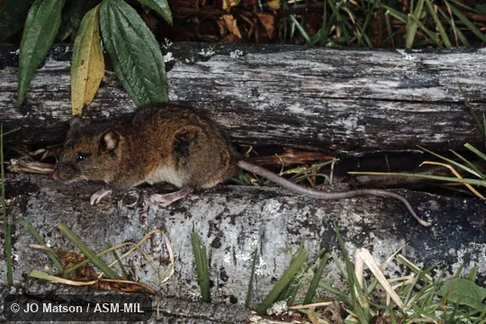 Also as Woodland Thomasomys.