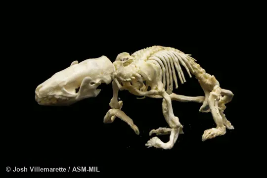 Skeleton of adult in anterior diagonal view.  Also as Lesser Madagascar Tenrec.