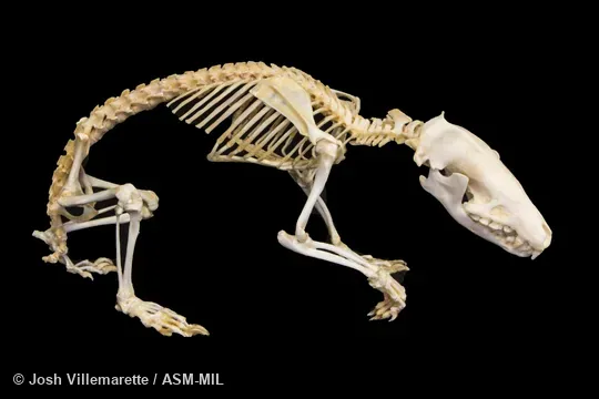 Skeleton of adult in lateral view. Also as Greater Madagascar Tenrec|Large Madagascar Hedgehog. Skeleton of adult in lateral view. Also as Greater Madagascar Tenrec|Large Madagascar Hedgehog.