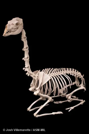 Skeleton of adult sitting on feet