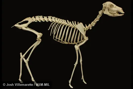 Skeleton of subadult male in lateral view
