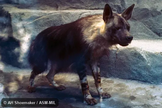 Oblique view. Formerly as Hyaena brunnea.