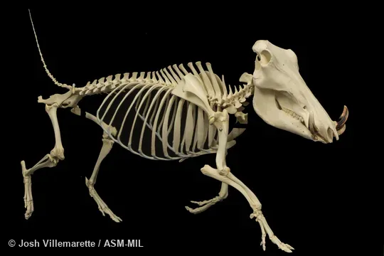 Skeleton of adult male trotting in anterolateral view