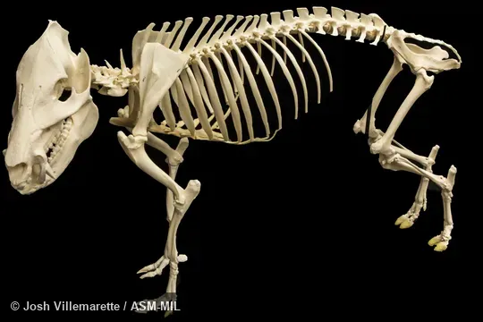Skeleton of adult in lateral view.  Formerly as Pecari tajacu or Pecari angulatus, Javelina.