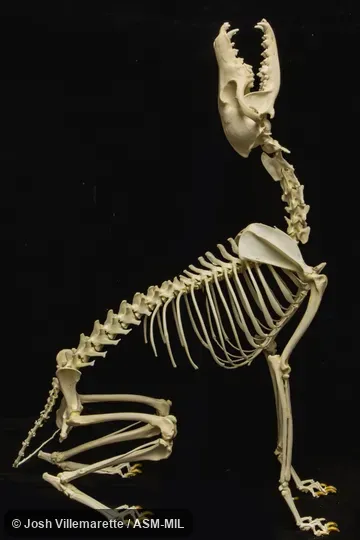 Skeleton of adult sitting and howling in lateral view.  Also as Brush Wolf, Prairie Wolf.
