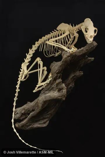 Skeleton of adult in lateral view.  Also as Fosa.