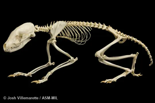 Skeleton of adult in lateral view. Also as Flat-headed Kusimanse|Cameroon Cusimanse. Skeleton of adult in lateral view. Also as Flat-headed Kusimanse|Cameroon Cusimanse.
