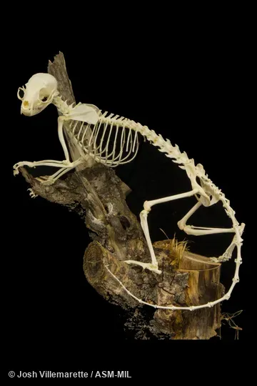 Lateral view of skeleton of adult standing on branch.