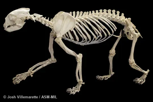 Lateral view of skeleton of walking adult male.  Also as Spectacled Bear.