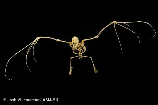 Anterior view of skeleton of flying adult with open mouth.  Also as Common Short-tailed Bat.