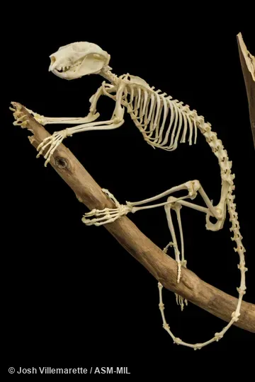 Lateral view of skeleton grasping branch.  Also as Common Striped Possum, Striped Possum.