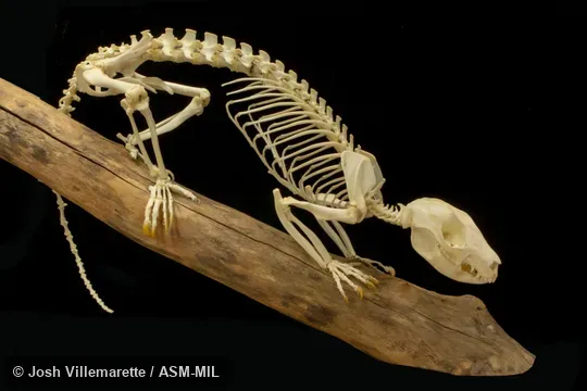 Lateral view of skeleton standing on branch.  Also as Ground Phalanger.