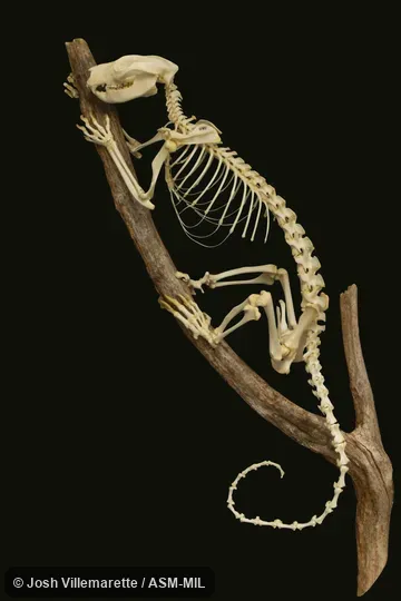 Lateral view of skeleton grasping branch.  Also as Short-tailed Spotted Cuscus, Spotted Phalanger.