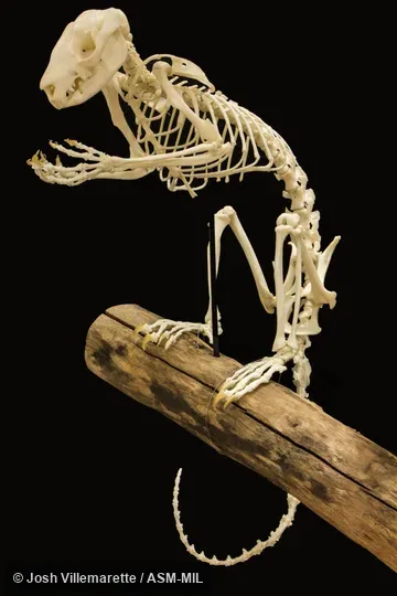Anterolateral view of skeleton sitting on hind feet on branch.  Also as Common Brushtail, Silver-grey Possum.