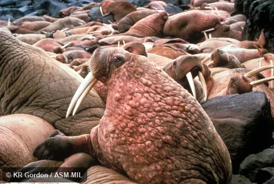 Close-up of head and forequarters of male in herd, Odobenus rosmarus divergens, Pacific Walrus. Close-up of head and forequarters of male in herd, Odobenus rosmarus divergens, Pacific Walrus.