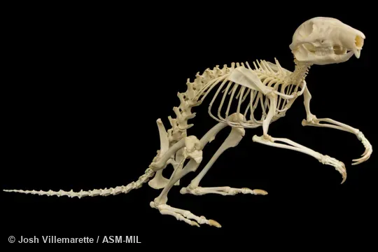 Lateral view of skeleton sitting on hind feet and tail.  Also as Long-nosed Rat-kangaroo.