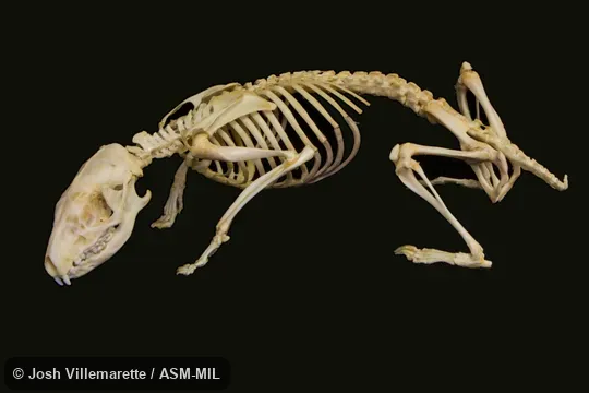 Lateral view of skeleton standing.  Formerly Erinaceomorpha.  Also as African Pygmy Hedgehog, Central African Hedgehog, White-bellied Hedgehog.